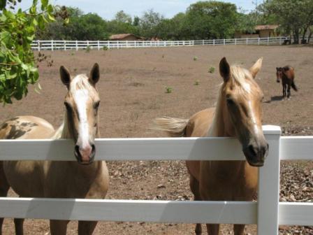 Horses at the Lost Coast at Boca Chica